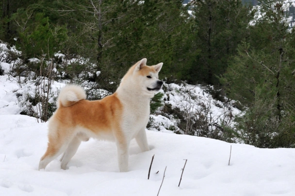 Akita Dogs Ras: Karakter, Levensduur & Prijs | Puppyplaats