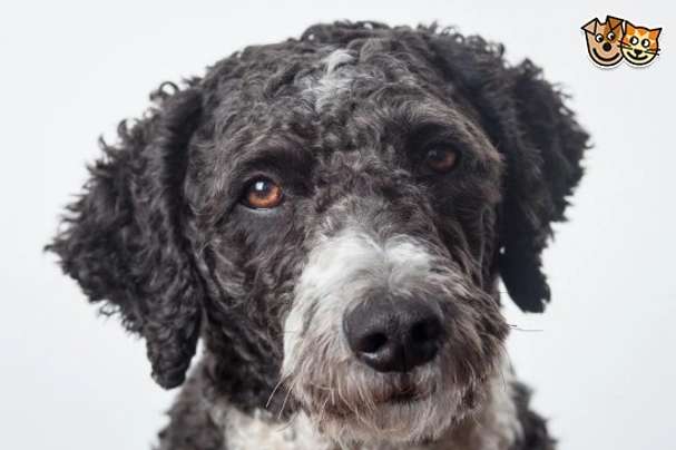 Spanish Water Dog Dogs Breed - Information, Temperament, Size & Price | Pets4Homes