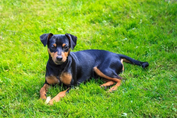 Miniature Pinscher Dogs Breed - Information, Temperament, Size & Price | Pets4Homes