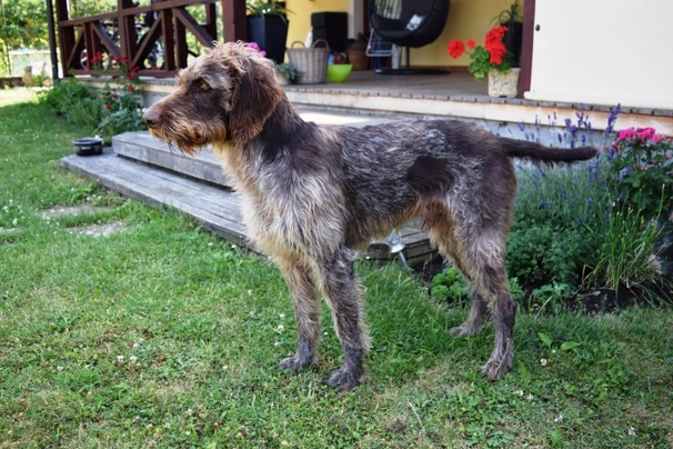 Braco Alemán de Pelo Duro Dogs Raza - Características, Fotos & Precio | MundoAnimalia