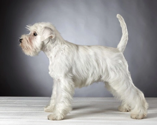 Miniature Schnauzer Dogs Breed - Information, Temperament, Size & Price | Pets4Homes