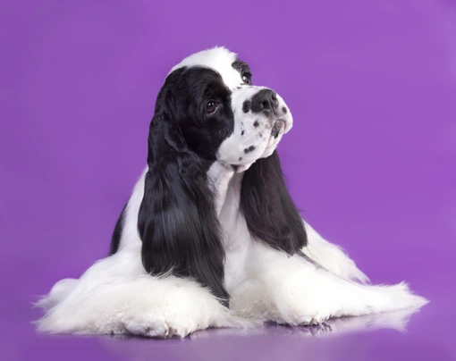 Amerikaanse Cocker Spaniel Dogs Ras: Karakter, Levensduur & Prijs | Puppyplaats