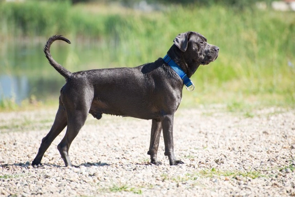 Cane Corso Dogs Breed - Information, Temperament, Size & Price | Pets4Homes