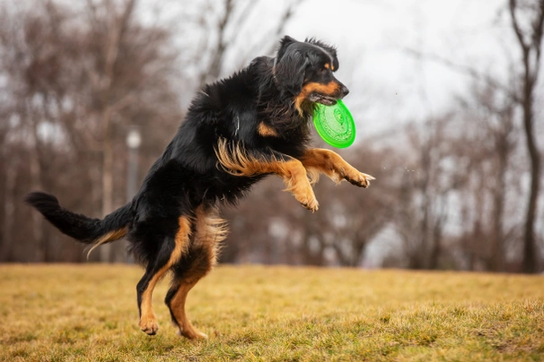 Hovawart Dogs Ras: Karakter, Levensduur & Prijs | Puppyplaats