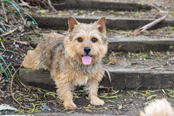 Norwich Terrier Dogs Breed - Information, Temperament, Size & Price | Pets4Homes