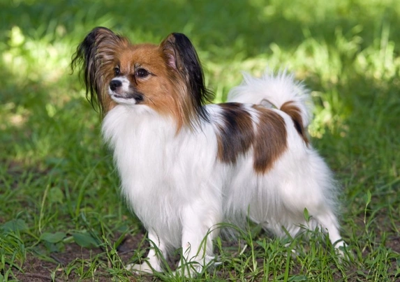 Papillon Dogs Breed - Information, Temperament, Size & Price | Pets4Homes