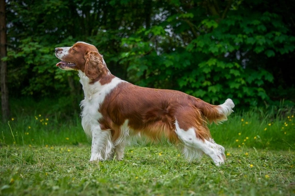 Welsh Springer Spaniel Dogs Breed - Information, Temperament, Size & Price | Pets4Homes