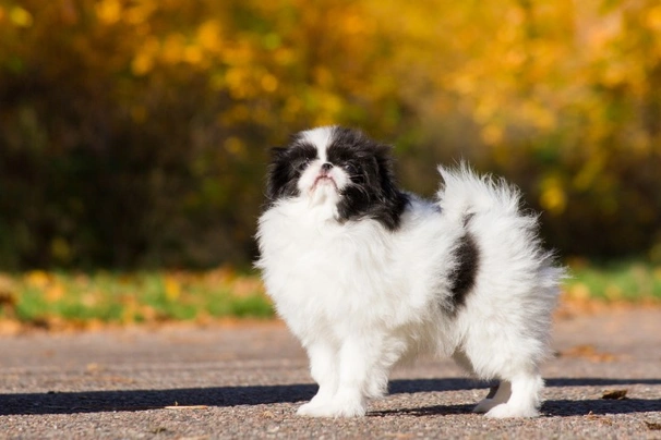 Japanese Chin Dogs Breed - Information, Temperament, Size & Price | Pets4Homes