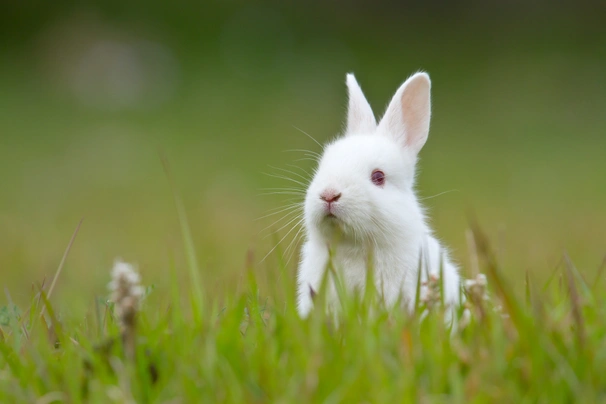 Polish Rabbits Breed - Information, Temperament, Size & Price | Pets4Homes