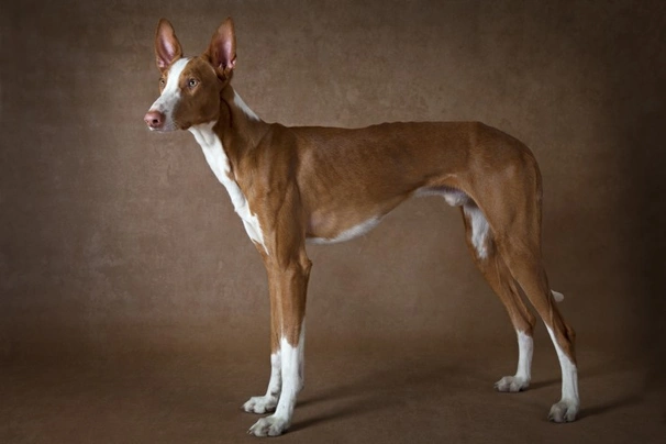 Ibizan Hound Dogs Breed - Information, Temperament, Size & Price | Pets4Homes