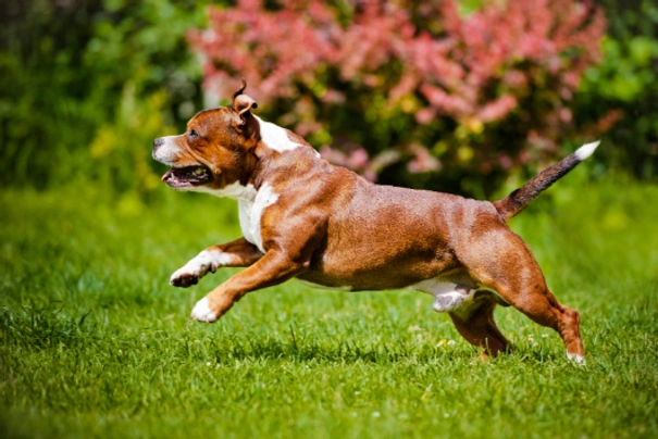 Staffordshire Bull Terrier Dogs Breed - Information, Temperament, Size & Price | Pets4Homes