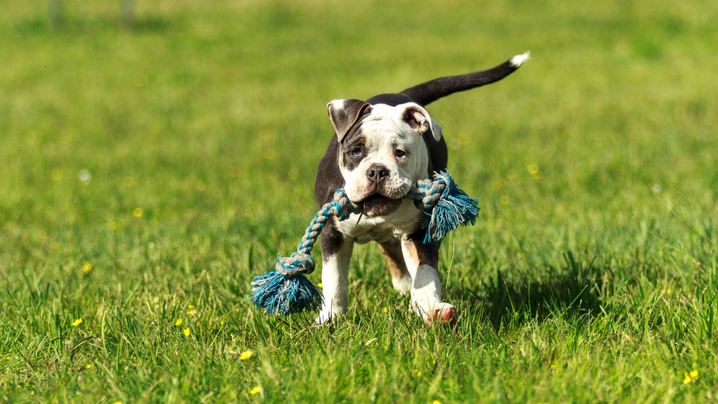 Alapaha Blue Blood Bulldog Dogs Ras: Karakter, Levensduur & Prijs | Puppyplaats