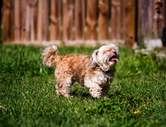 Shihpoo Dogs Breed - Information, Temperament, Size & Price | Pets4Homes