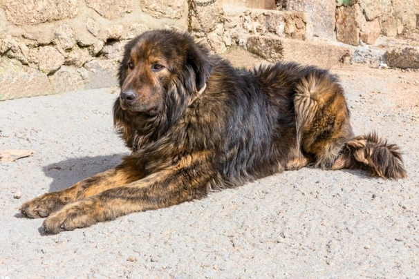 Estrela Mountain Dog Dogs Breed - Information, Temperament, Size & Price | Pets4Homes