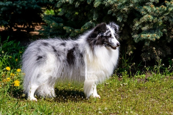 Shetland Sheepdog (Sheltie) Dogs Ras: Karakter, Levensduur & Prijs | Puppyplaats