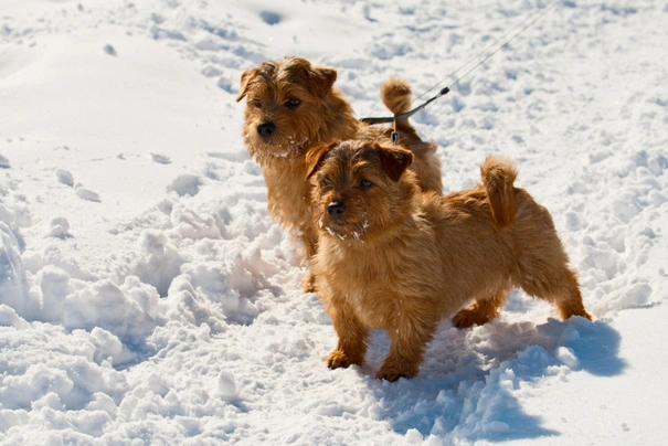 Norfolk Terrier Dogs Breed - Information, Temperament, Size & Price | Pets4Homes