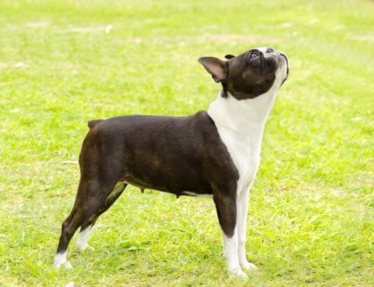 Boston Terrier Dogs Raza - Características, Fotos & Precio | MundoAnimalia