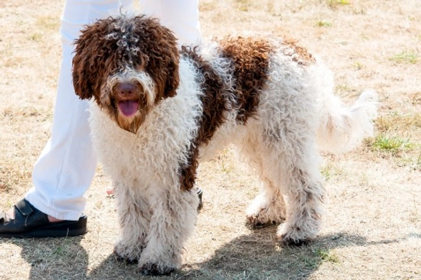 Lagotto Romagnolo Dogs Breed - Information, Temperament, Size & Price | Pets4Homes