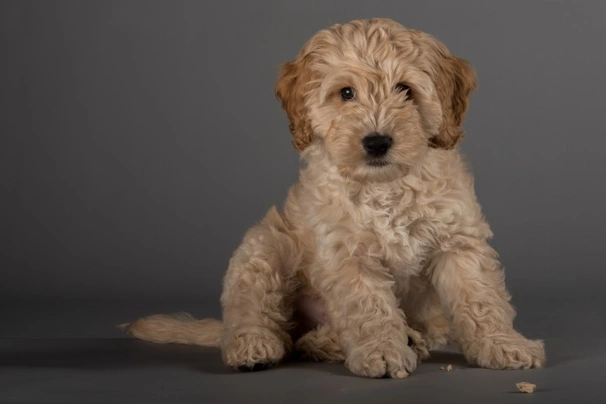 Cockapoo Dogs Breed - Information, Temperament, Size & Price | Pets4Homes