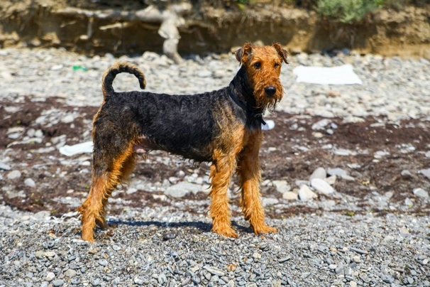 Airedale Terrier Dogs Breed - Information, Temperament, Size & Price | Pets4Homes