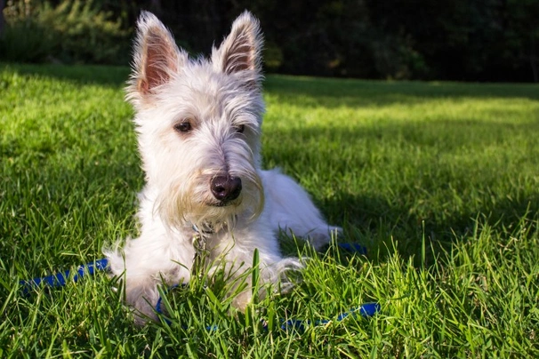 Scottish Terrier Dogs Breed - Information, Temperament, Size & Price | Pets4Homes