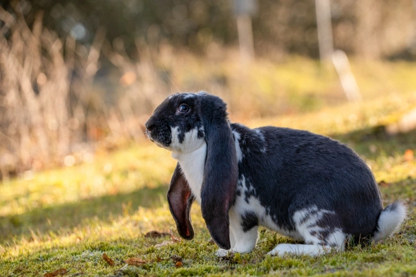 English Lop Rabbits Breed - Information, Temperament, Size & Price | Pets4Homes