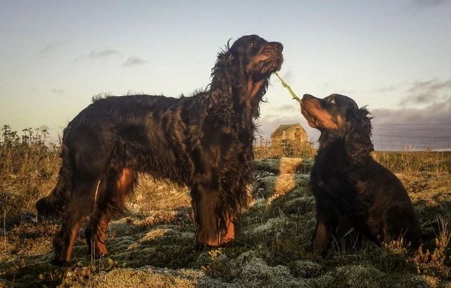 Gordon Setter Dogs Breed - Information, Temperament, Size & Price | Pets4Homes