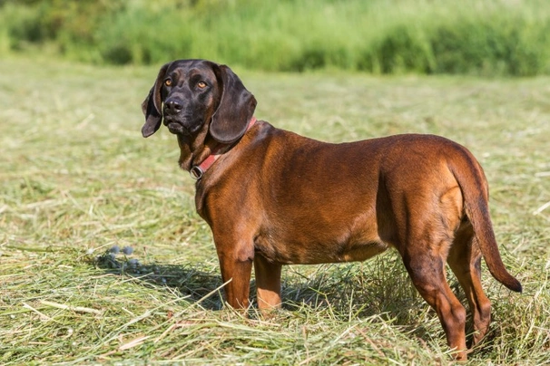 Bavarian Mountain Hound Dogs Breed - Information, Temperament, Size & Price | Pets4Homes