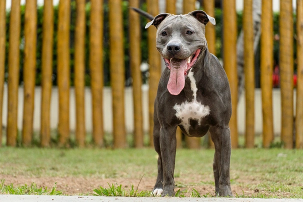 Pitbull Terriër Dogs Ras: Karakter, Levensduur & Prijs | Puppyplaats