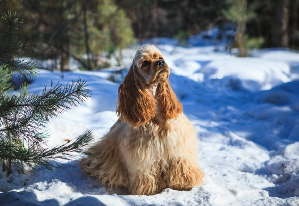 Amerikaanse Cocker Spaniel Dogs Ras: Karakter, Levensduur & Prijs | Puppyplaats