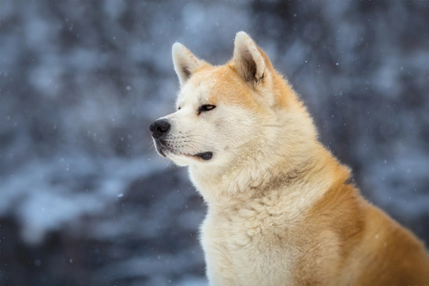 Akita Dogs Ras: Karakter, Levensduur & Prijs | Puppyplaats