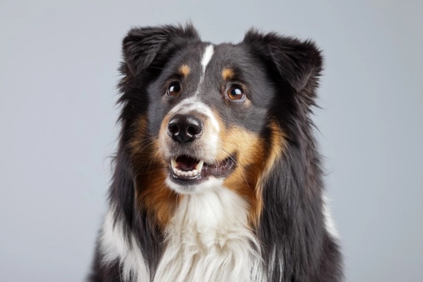 Border Collie Dogs Ras: Karakter, Levensduur & Prijs | Puppyplaats