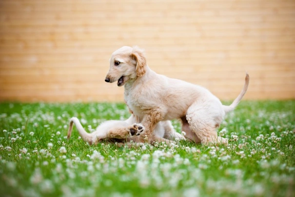 Afghaanse Windhond Dogs Ras: Karakter, Levensduur & Prijs | Puppyplaats