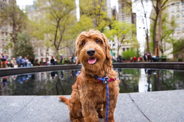 Goldendoodle Dogs Breed - Information, Temperament, Size & Price | Pets4Homes