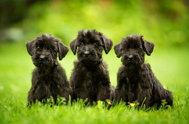 Riesenschnauzer Dogs Ras: Karakter, Levensduur & Prijs | Puppyplaats