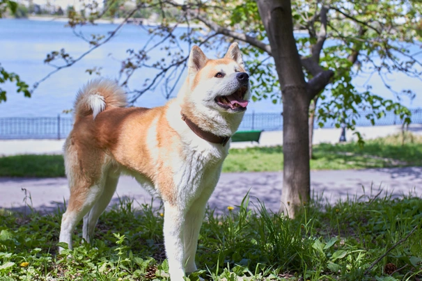 Akita Dogs Breed - Information, Temperament, Size & Price | Pets4Homes