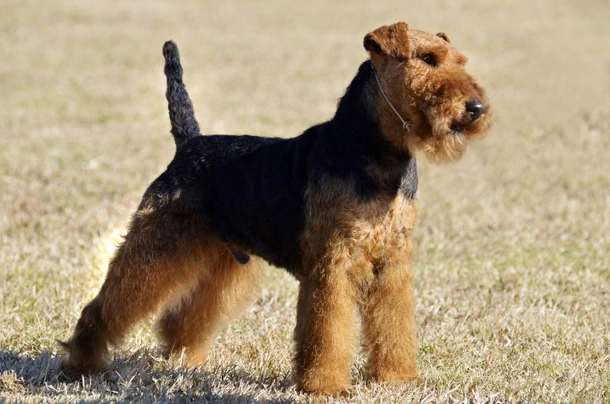 Welsh Terrier Dogs Breed - Information, Temperament, Size & Price | Pets4Homes