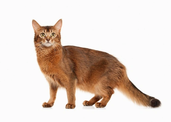 Somali Cats Breed - Information, Temperament, Size & Price | Pets4Homes