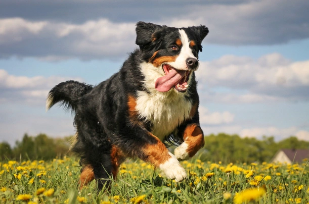 Berner Sennenhond Dogs Ras: Karakter, Levensduur & Prijs | Puppyplaats