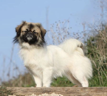 Tibetan Spaniel Dogs Breed - Information, Temperament, Size & Price | Pets4Homes