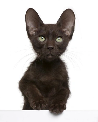 Havana Brown Cats Breed - Information, Temperament, Size & Price | Pets4Homes