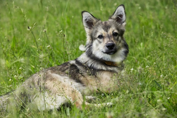 Vallhund Sueco Dogs Raza - Características, Fotos & Precio | MundoAnimalia