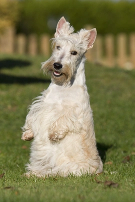 Scottish Terrier Dogs Breed - Information, Temperament, Size & Price | Pets4Homes