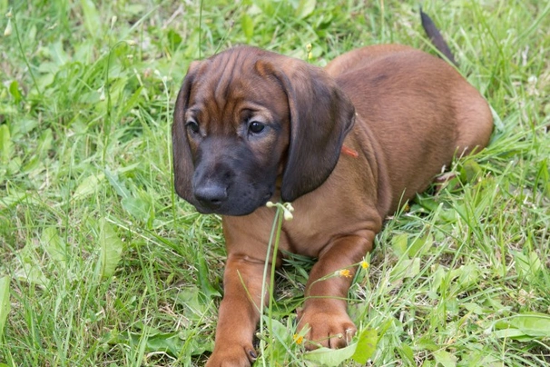 Bavarian Mountain Hound Dogs Breed - Information, Temperament, Size & Price | Pets4Homes