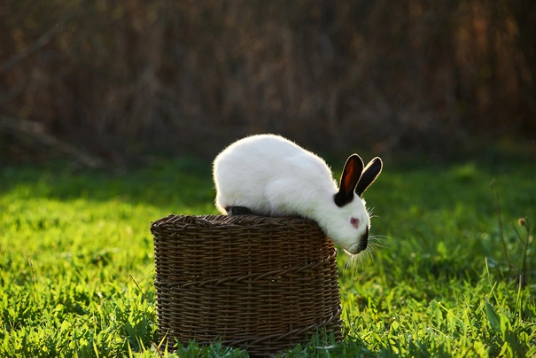 Californian Rabbits Breed - Information, Temperament, Size & Price | Pets4Homes