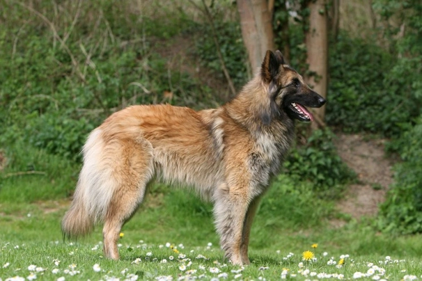 Belgian Shepherd Dog Dogs Breed - Information, Temperament, Size & Price | Pets4Homes