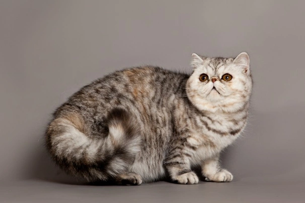 Exotic Cats Breed - Information, Temperament, Size & Price | Pets4Homes