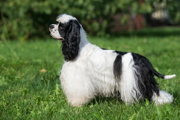 Amerikaanse Cocker Spaniel Dogs Ras: Karakter, Levensduur & Prijs | Puppyplaats