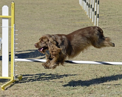 Sussex Spaniel Dogs Breed - Information, Temperament, Size & Price | Pets4Homes