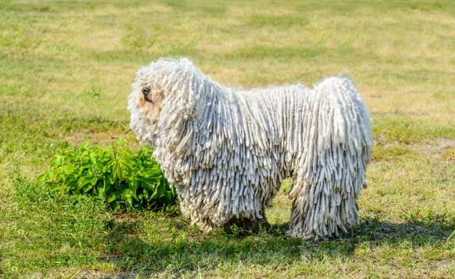 Hungarian Puli Dogs Breed - Information, Temperament, Size & Price | Pets4Homes